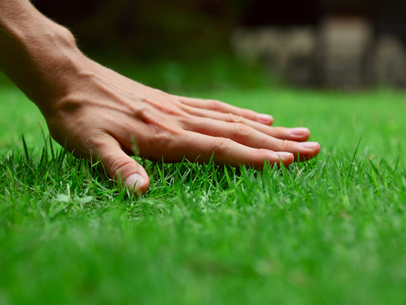 lawn-fertilization-1