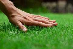 lawn-fertilization-1